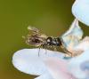 Ceratina cyanea